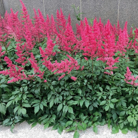 Astilbe 'vision in red' godet de 8/9 cm