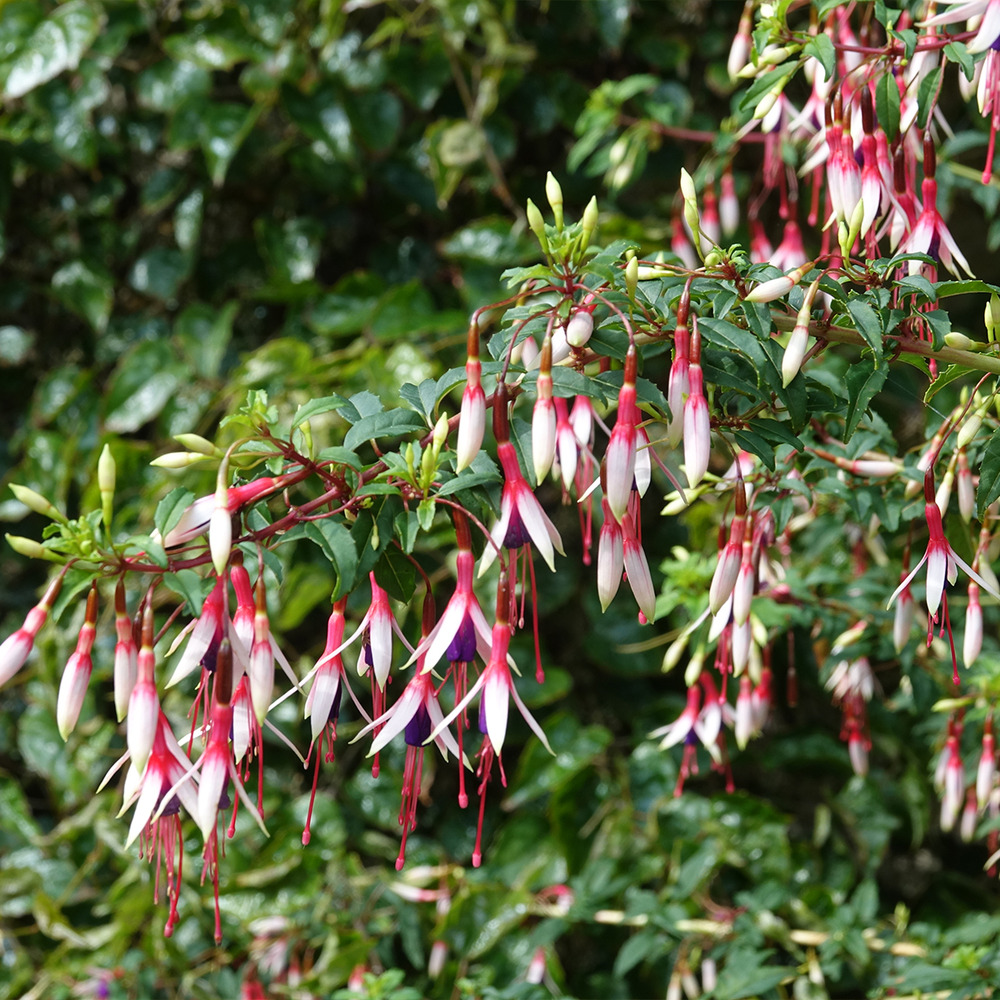Fuchsia de magellan 'arauco' pot de 1,5l/2l