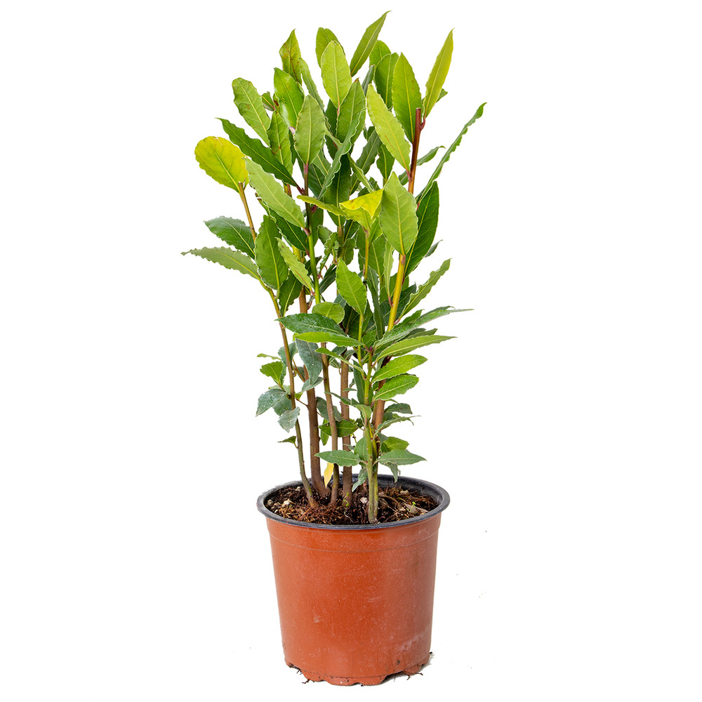 Laurus nobilis - laurier vrai - plante de laurier - plantes de jardin - hauteur 40-50 cm - pot 15 cm