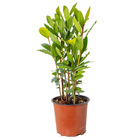 Laurus nobilis - laurier de cuisine - arbuste - persistant – ⌀15 cm - ↕30-45 cm