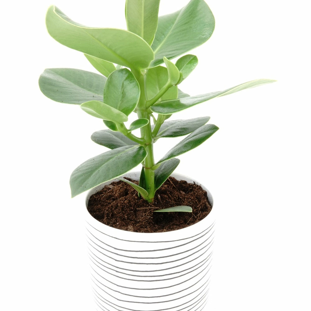 Clusia princess - le pot / ø 17cm / hauteur livrée 50-70cm