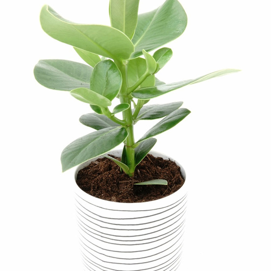 Clusia princess - le pot / ø 17cm / hauteur livrée 50-70cm