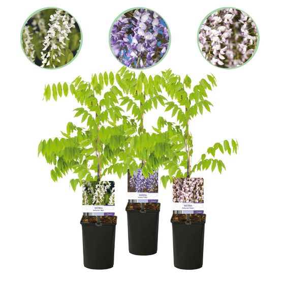Lot de 3 - glycine - wisteria floribunda tricolour - fleurs bleues roses blanches - h40 cm