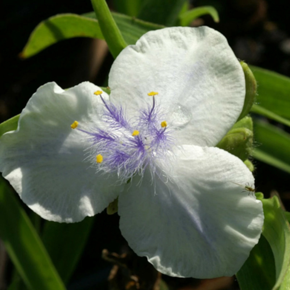 Éphémère de virginie osprey godet - 5/20 cm