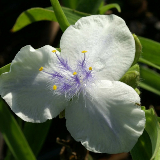 Éphémère de virginie osprey godet - 5/20 cm