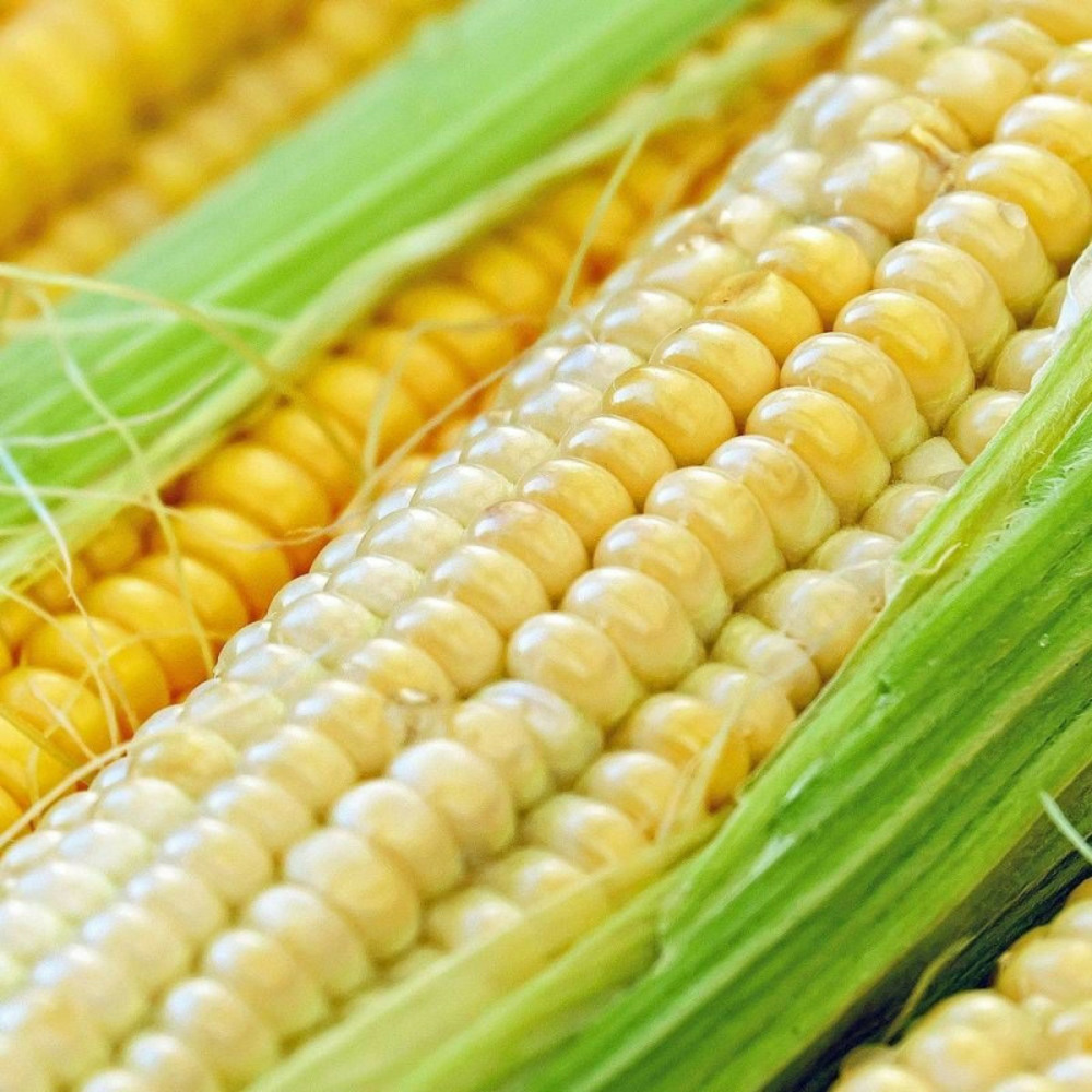 Graines de maïs golden bantam - sans traitement sachet