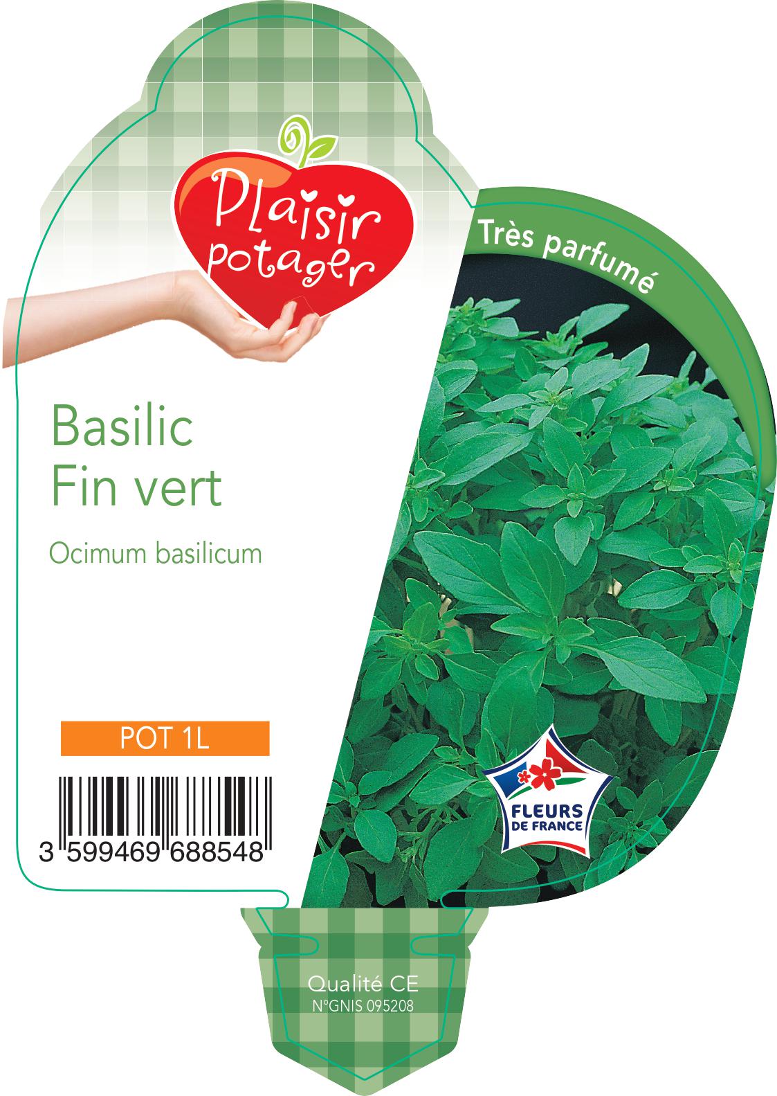Basilic fin vert grec - plant en   pot 0.5 l-  plante aromatique du jardin