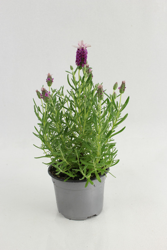 Lavande stoechas pot 10,5 cm