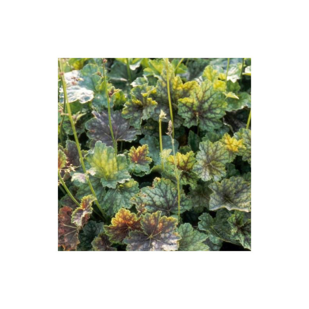 Heuchere americana dale/[-]lot de 3 godets