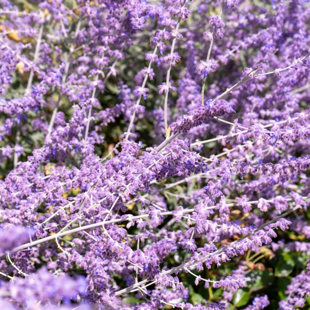 Lavande de russie 'blue spire' (perovskia atriplicifolia blue spire)