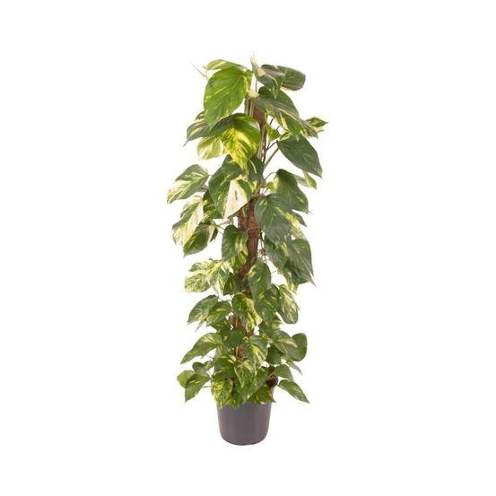 Epipremnum pinnatum - h120 cm - ø24 cm