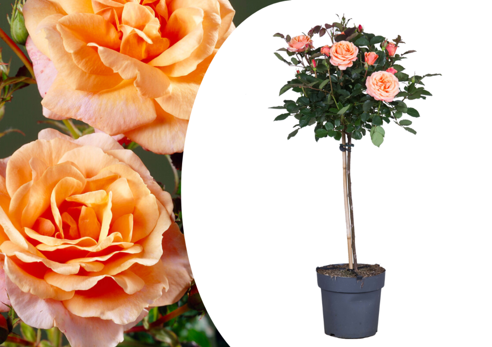 Rosa palace 'catherine' - rosier sur tige - orange - ⌀19 cm - hauteur 80-100 cm