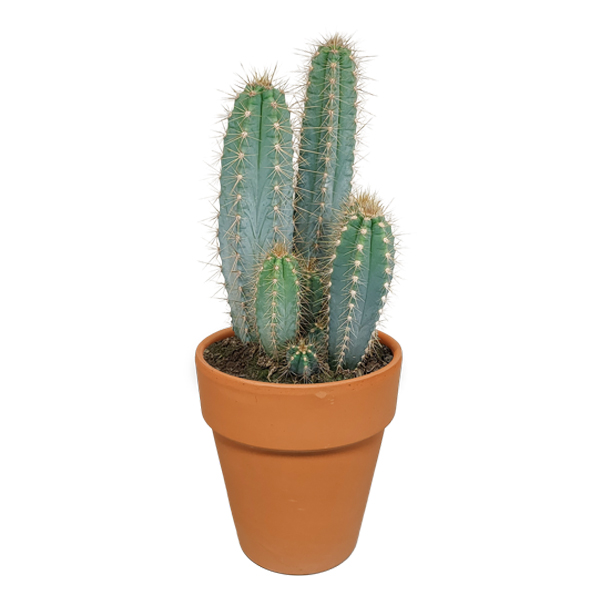 Pilosocereus 'azureus' - cactus - plante d'intérieur - pot en terre cuite - ⌀17 cm - 30-40 cm