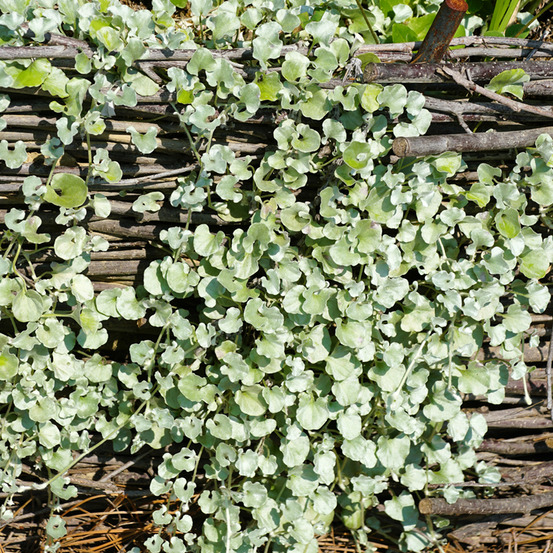 Dichondra rampant 'silver falls' le sachet de 10 graines environ