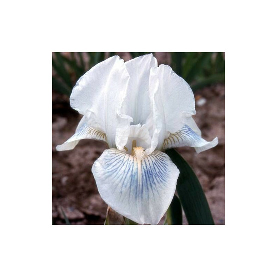 Iris des jardins cutie godet - 5/20 cm
