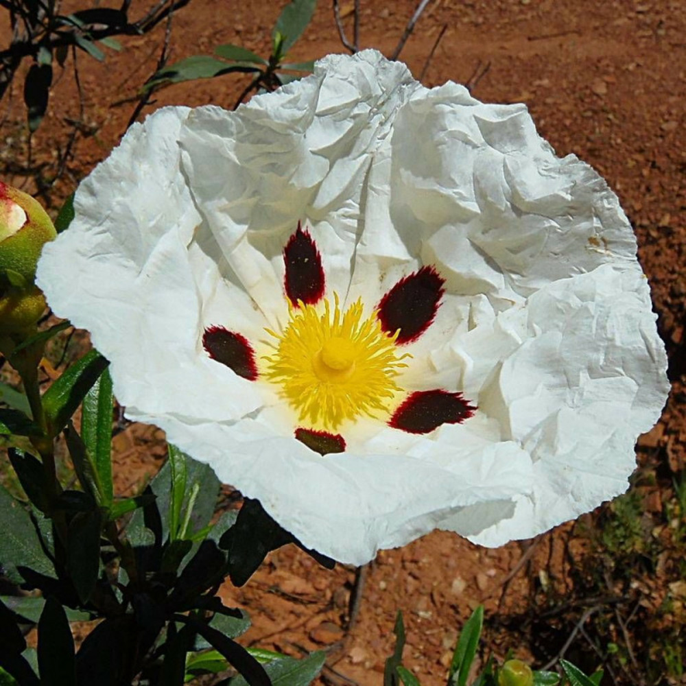 Ciste des corbière, cistus pot de 3l - 20/40 cm