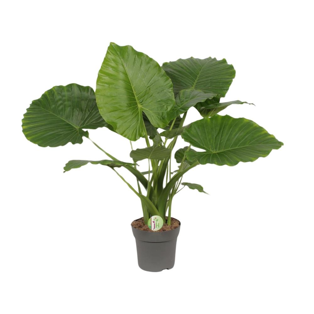 Alocasia gageana california - ø21cm - ↕80cm - plantes d'intérieur