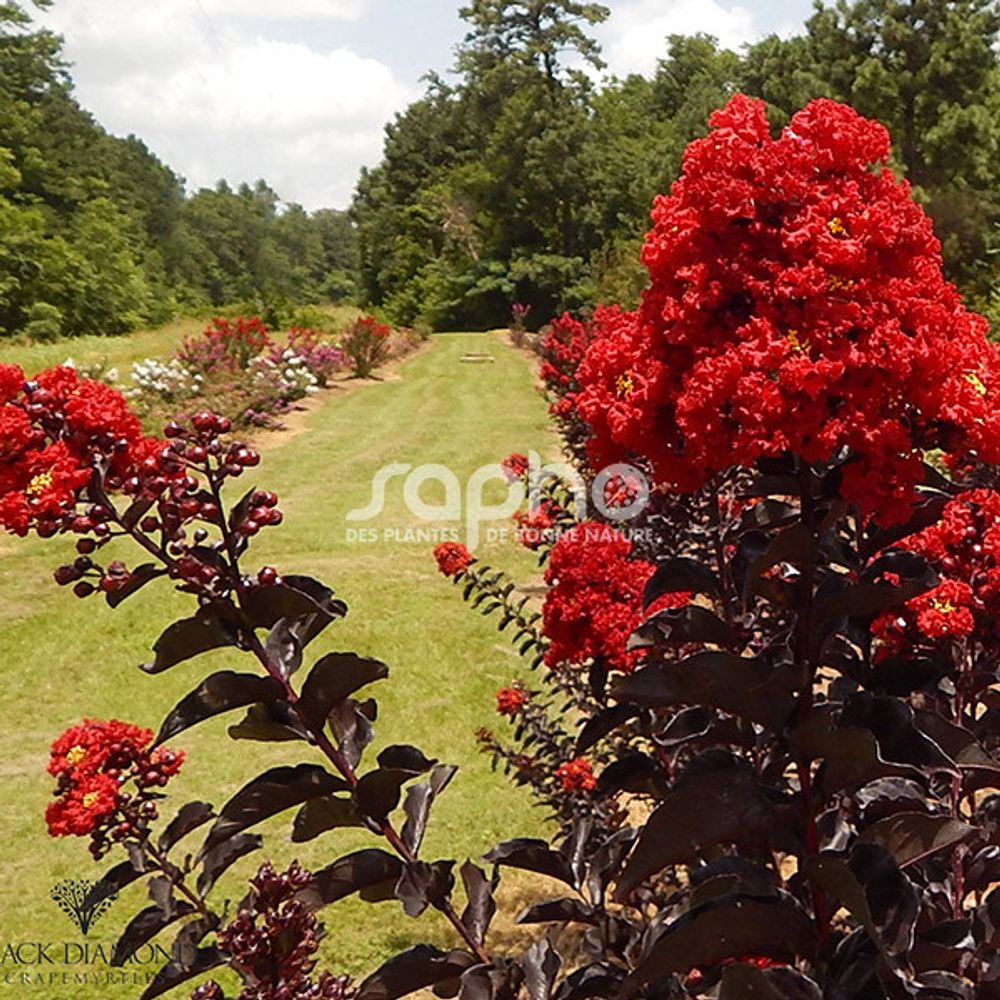 Lilas des indes black diamond® best red™, lagerstroemia pot de 7,5l - 60/80 cm