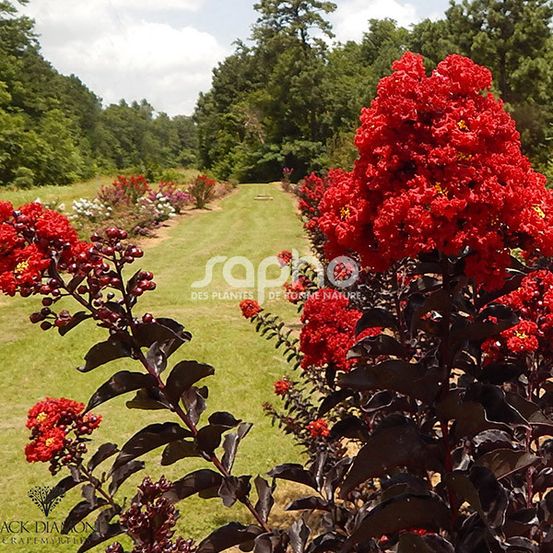Lilas des indes black diamond® best red™, lagerstroemia pot de 7,5l - 60/80 cm