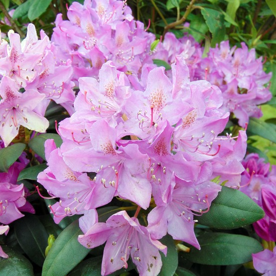 Rhododendron 'roseum elegans' pot de 12 cm / 13 cm