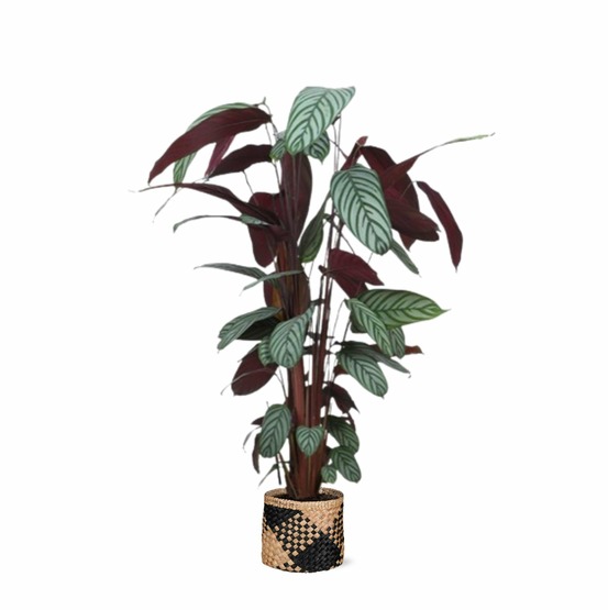 Ctenanthe oppenheimiana et son pot panier naturel noir - hauteur 27cm
