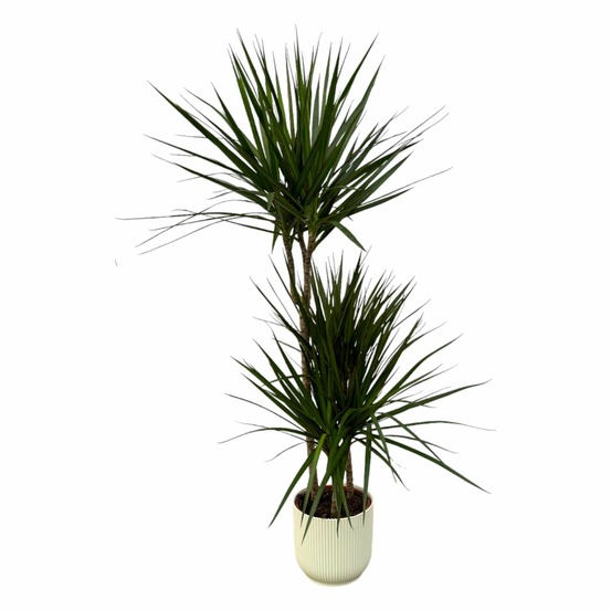 Dracaena marginata et son pot blanc - hauteur 120cm