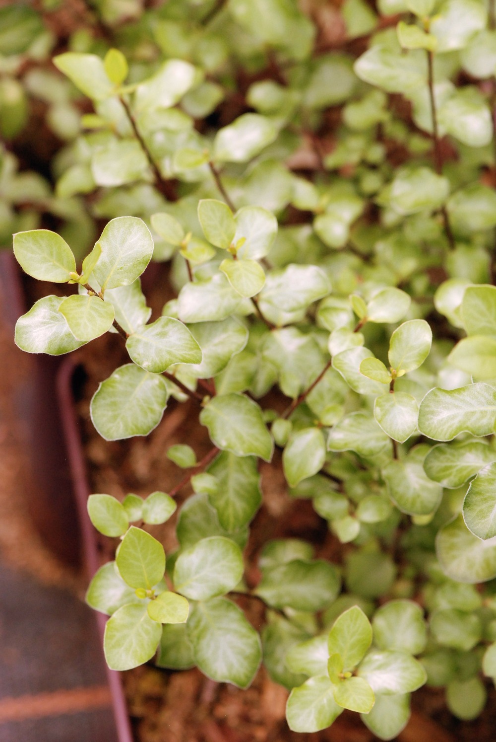 Pittospore 'wrinkled blue' - en pot de 3 litres