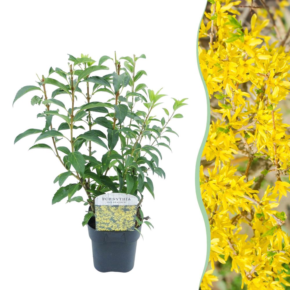 Forsythia 'goldrausch' - pot 17 cm - hauteur 45 cm - plante d'extérieur