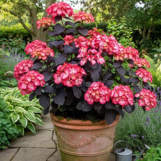 Hortensia black velvet® 'darbi', hydrangea macrophylla pot de 1,5l - 20/50 cm