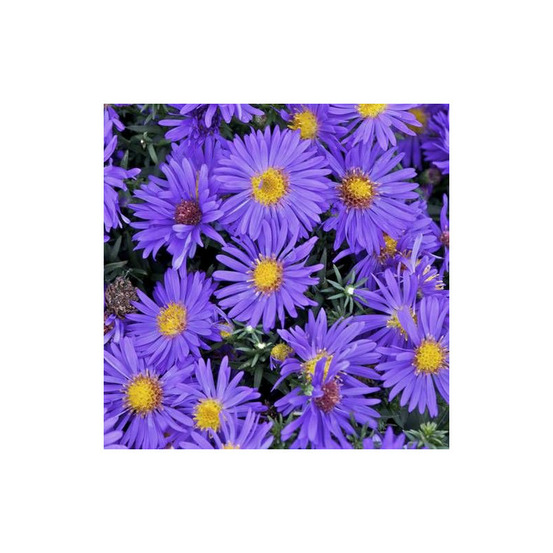 Aster d'automne blue alpis, aster dumosus lot de 3 godets