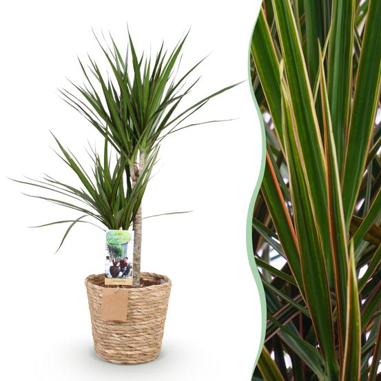 Dracaena marginata - plantes d'intérieur
