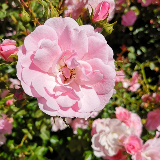 Rosier arbustif rose de beaune® 'tantanoras' pot de 5l - touffe