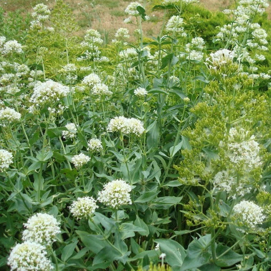 Valériane des jardins blanche godet - 5/20 cm