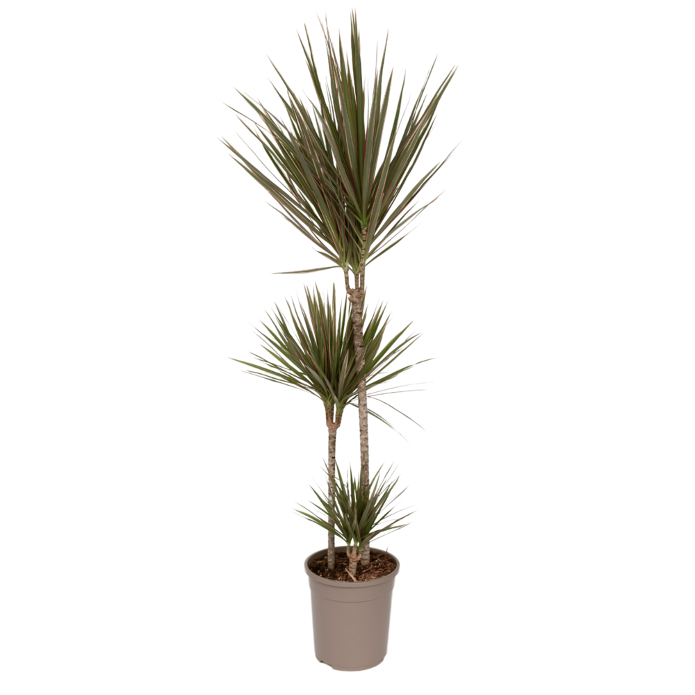 Dragonnier - dracaena marginata 'bicolor' - hauteur 110-130cm - ⌀24cm