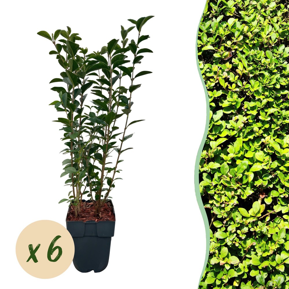 Troène - pot 17 cm - hauteur 55 cm