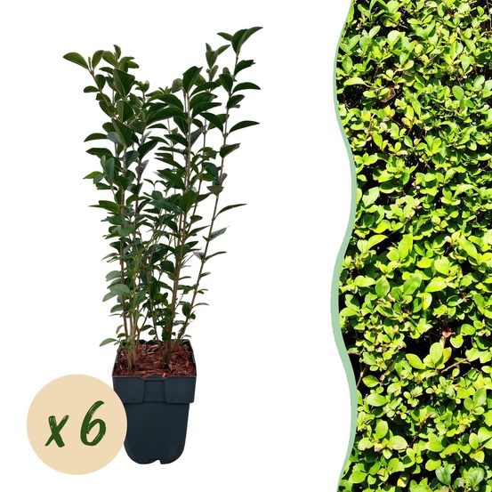 Troène - pot 17 cm - hauteur 55 cm
