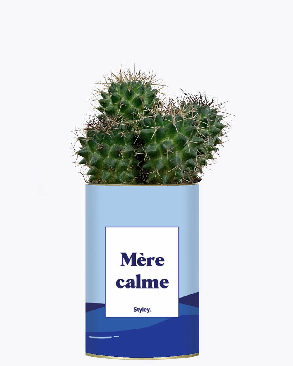 Plante drôle - mère calme - cactus