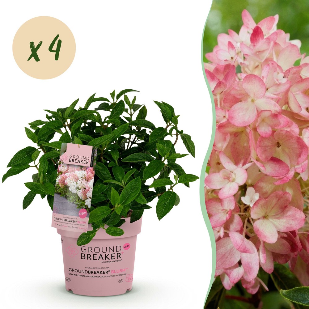 Hortensia groundbreaker blush - lot de 4 - pot 14 cm - hauteur 20-25 cm