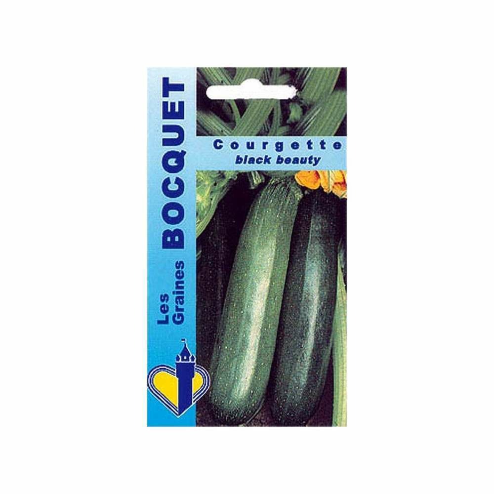 Graines de courgette black beauty