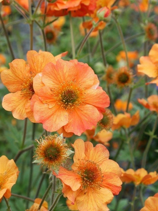 Benoîte 'totally tangerine' godet de 8/9 cm