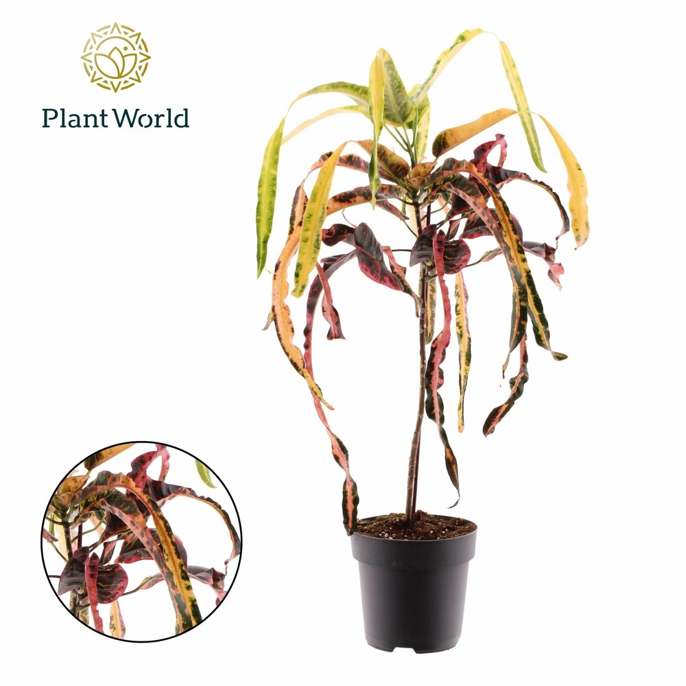 Croton dreadlock - h70 cm - ø19 cm