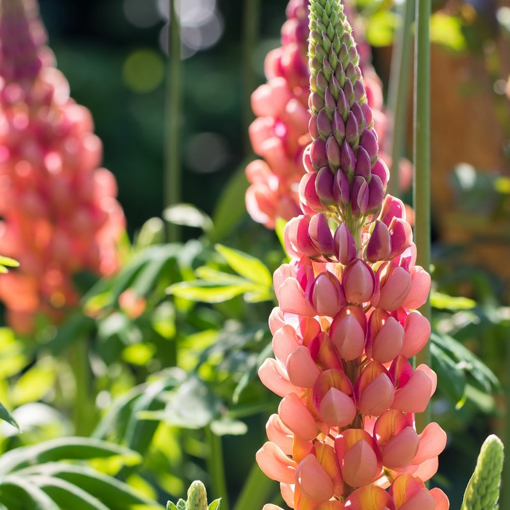 Lupin 'west country terracotta ' pot de 10 cm/11cm