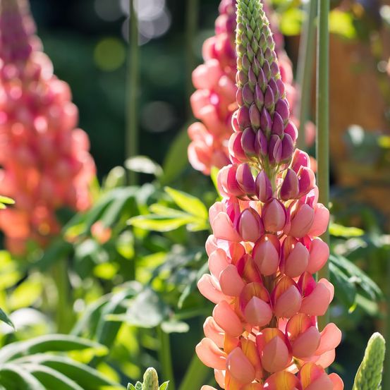 Lupin 'west country terracotta ' pot de 10 cm/11cm