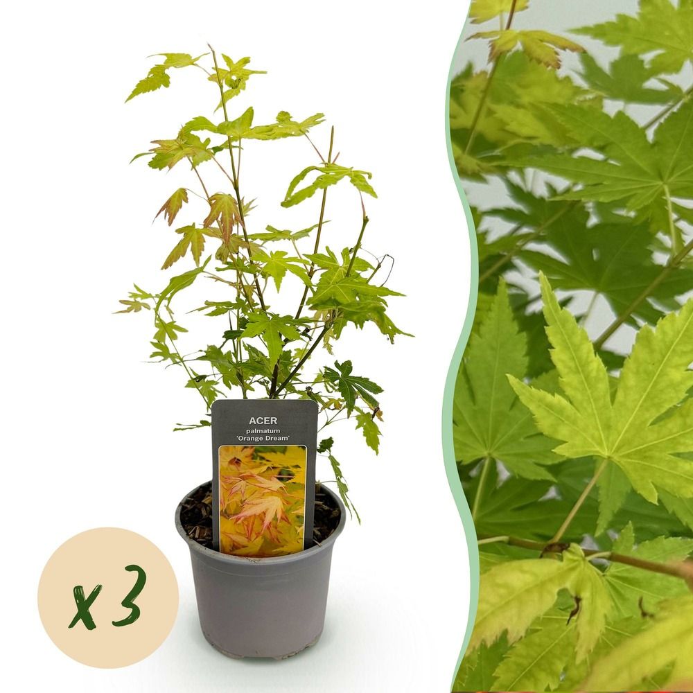 Érable du japon 'orange dream' - lot de 3 - pot 12 cm - hauteur 35 cm