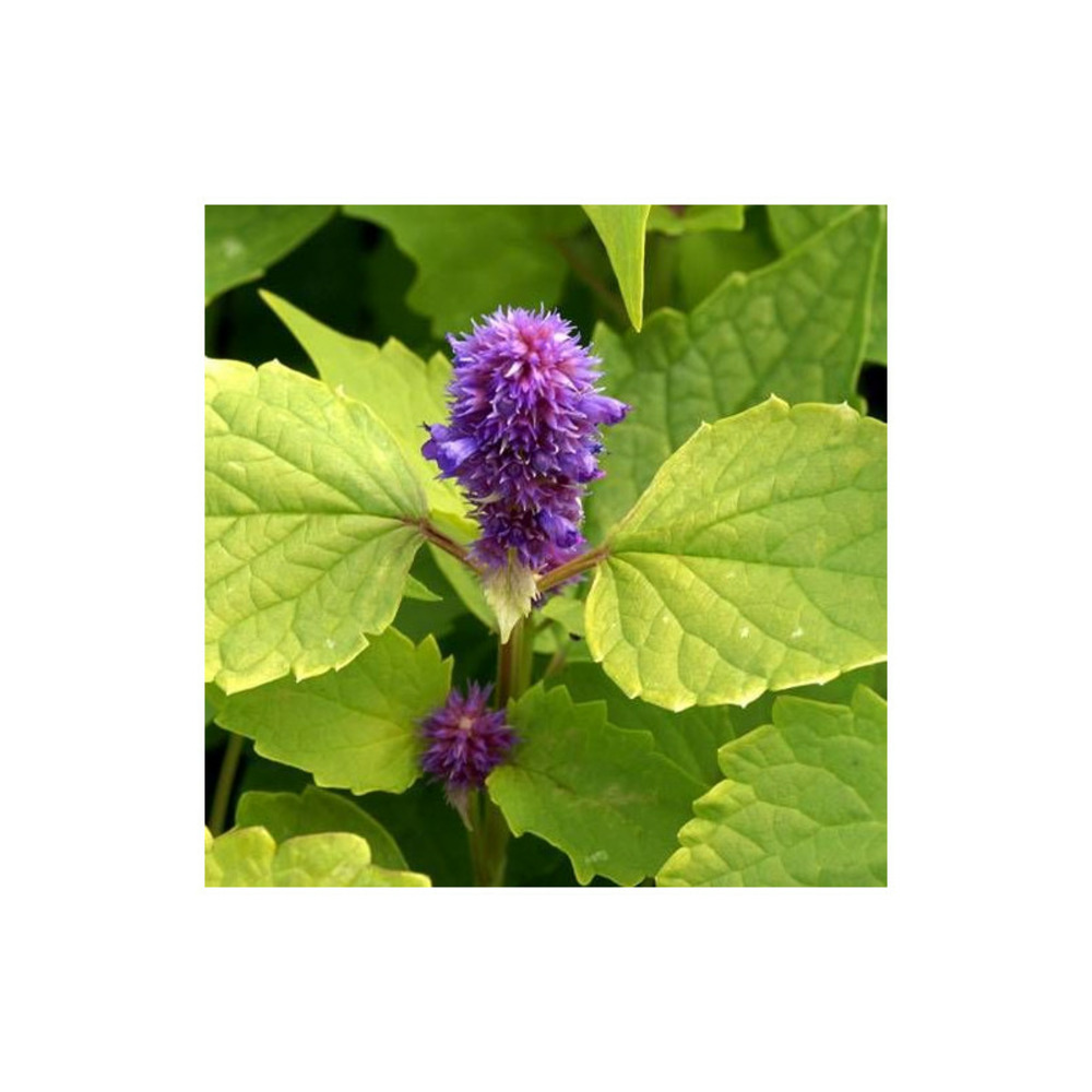 Agastache rugeuse golden jubilée godet - 5/20 cm