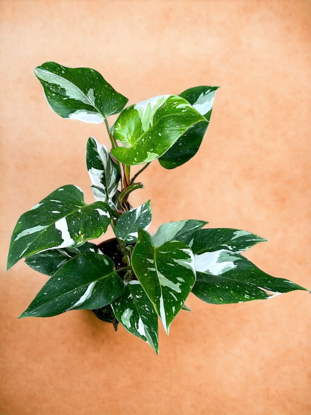 Philodendron white princess