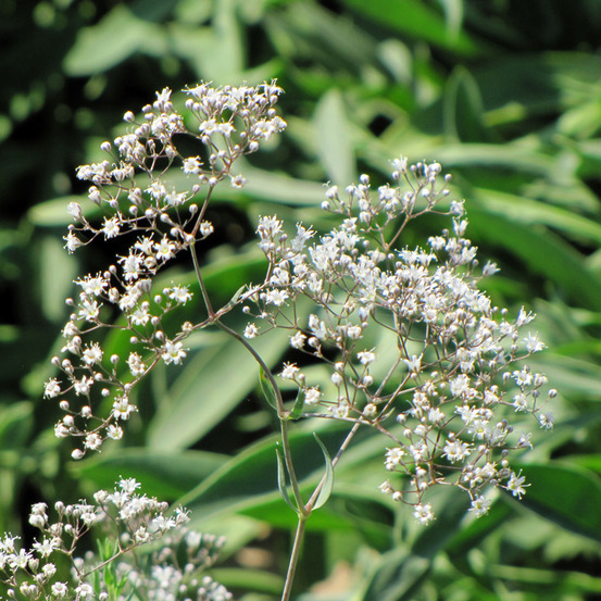 Gypsophile paniculé le sachet de 400 graines environ (0,4g)