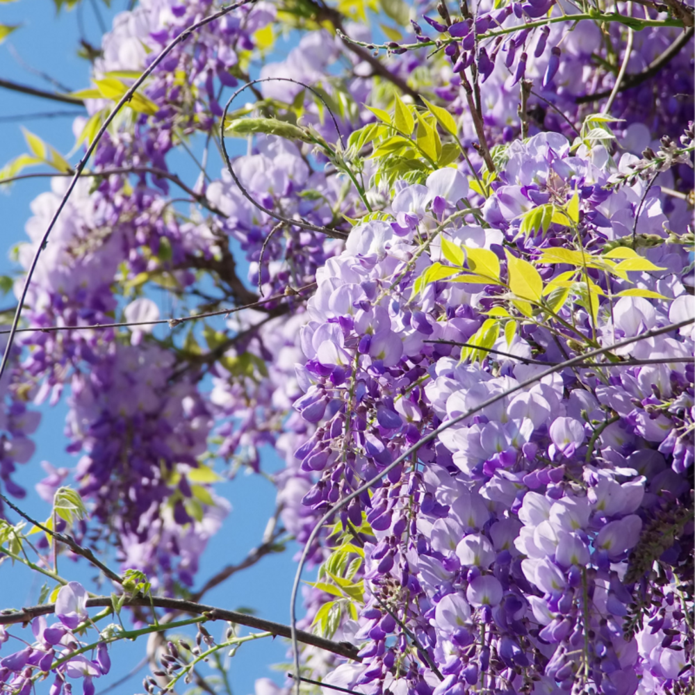 Glycine - wisteria macrostachya blue moon 70cm