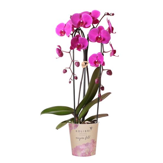 Orchidée phalaenopsis 'freeride' violette (phalaenopsis) - pot de 12cm - plantes d'intérieur