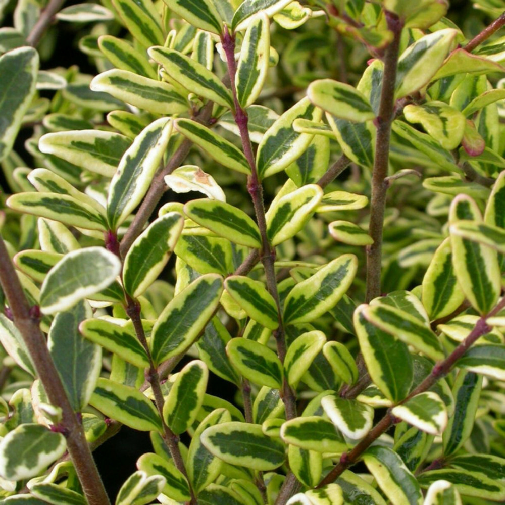 Chèvrefeuille arbustif panaché lemon beauty, lonicera pot de 4l - 20/40 cm